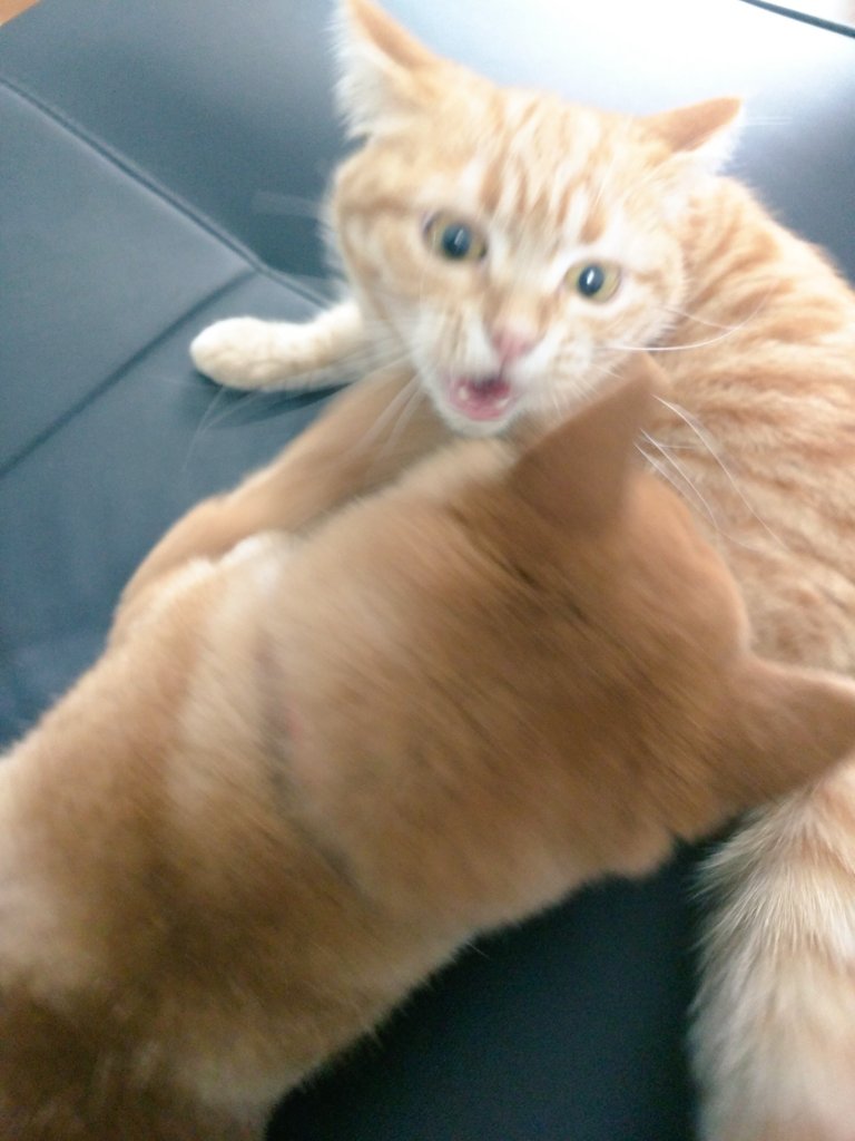 圖片來源:_kak_kaka/twitter