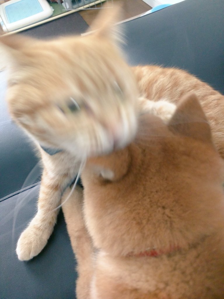 圖片來源:_kak_kaka/twitter