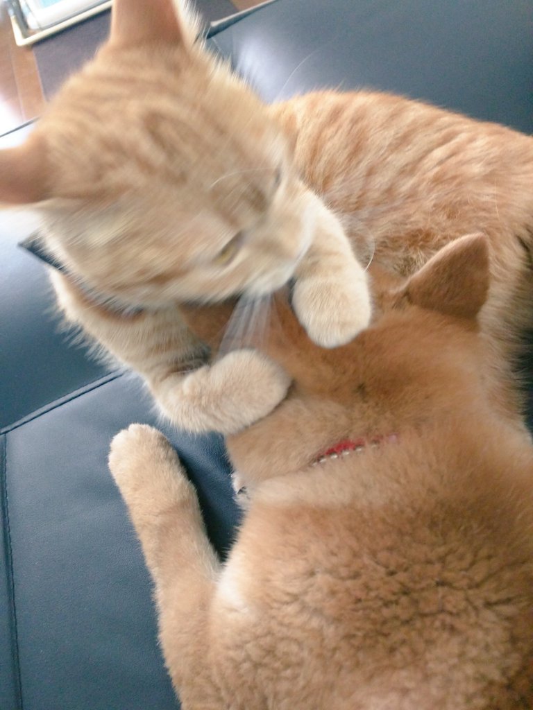 圖片來源:_kak_kaka/twitter