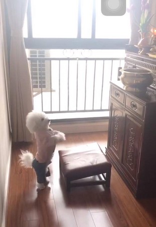 圖片來源:宗薩蔣揚欽哲粉絲