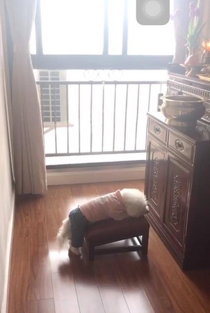 圖片來源:宗薩蔣揚欽哲粉絲