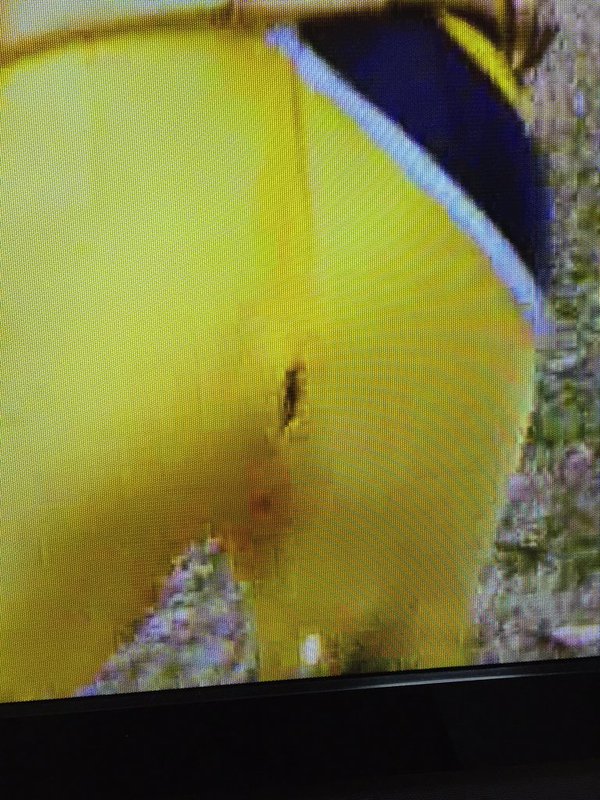 圖片來源:deshishi1122/twitter