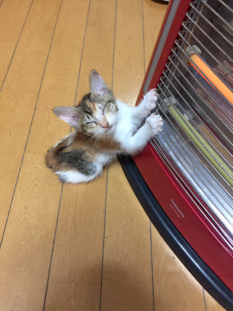 圖片來源： Masaki0055／twitter