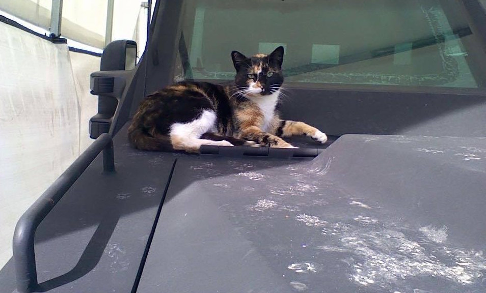 圖片來源：Boston Police Department