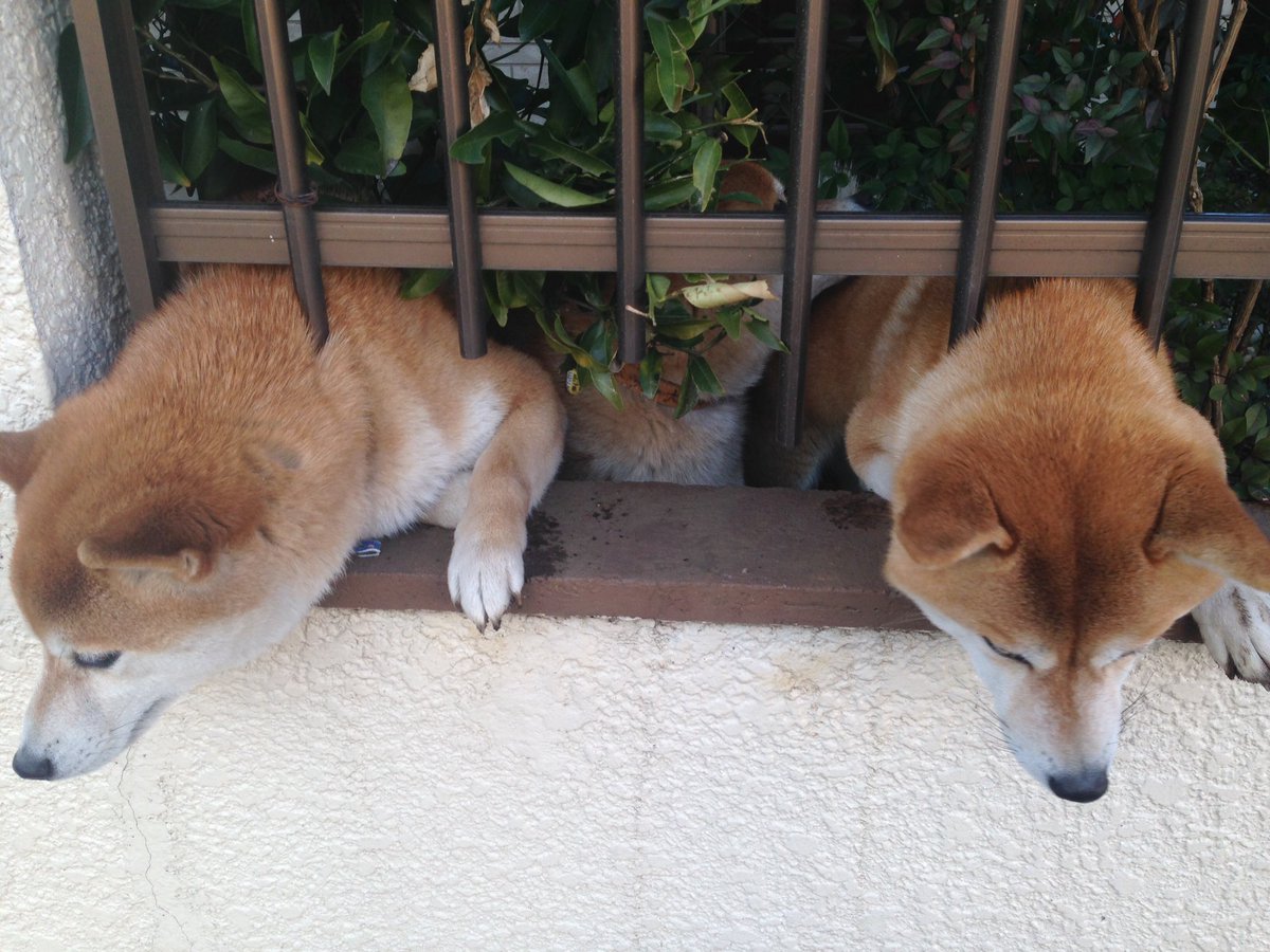 圖片來源：tdmt16en／twitter