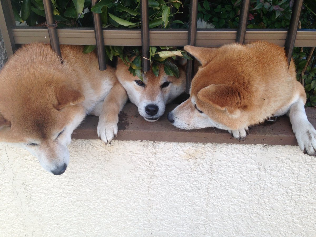 圖片來源：tdmt16en／twitter