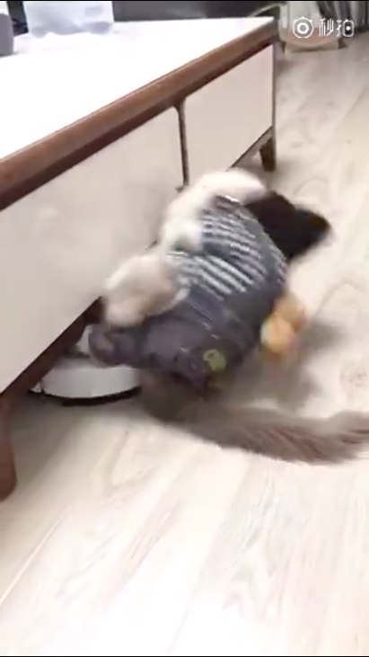 圖片來源:大鍋只是喝醉/微博