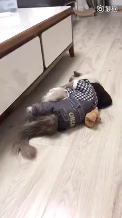 圖片來源:大鍋只是喝醉/微博