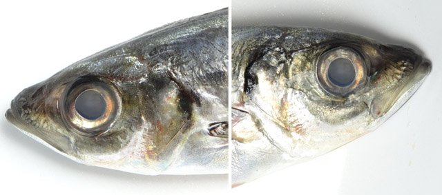 圖片來源：Genrei_studio／twitter