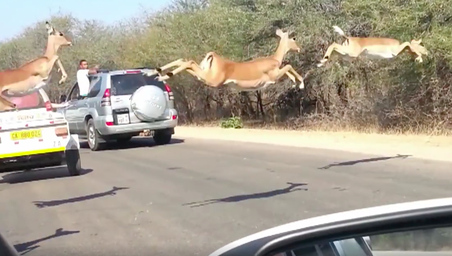 圖片來源：the Dodo／Facebook