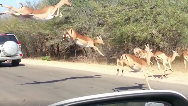 圖片來源：the Dodo／Facebook