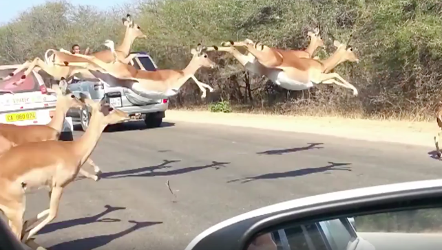 圖片來源：the Dodo／Facebook