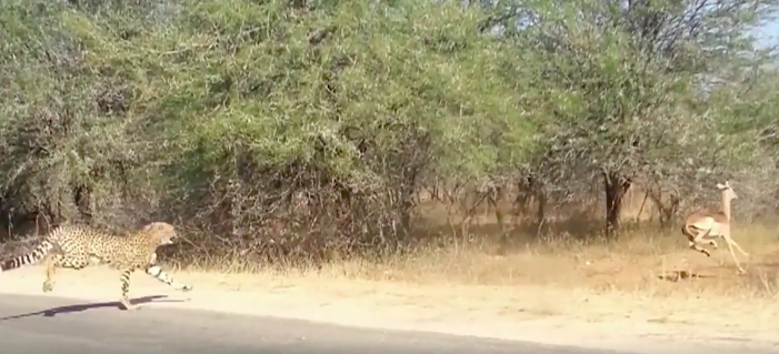 圖片來源：the Dodo／Facebook