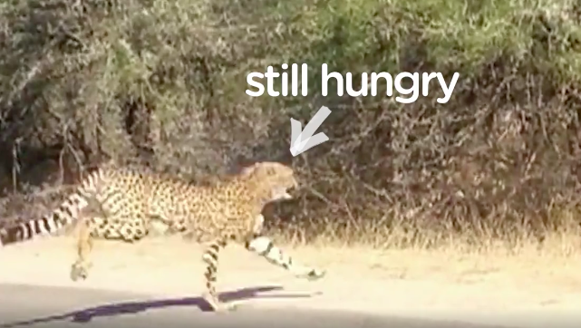 圖片來源：the Dodo／Facebook