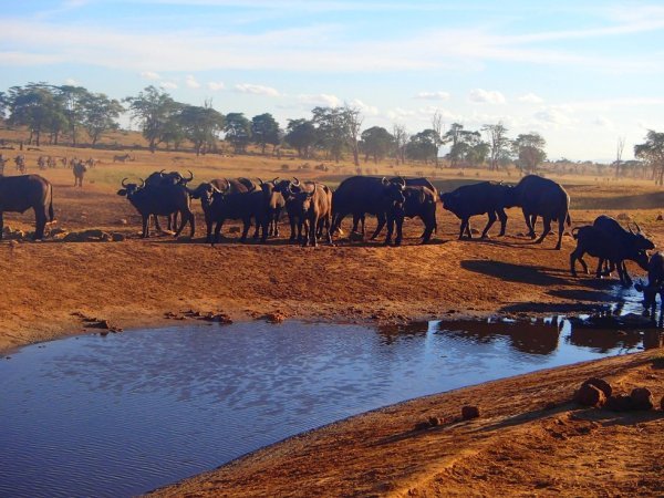 圖片來源:the Dodo