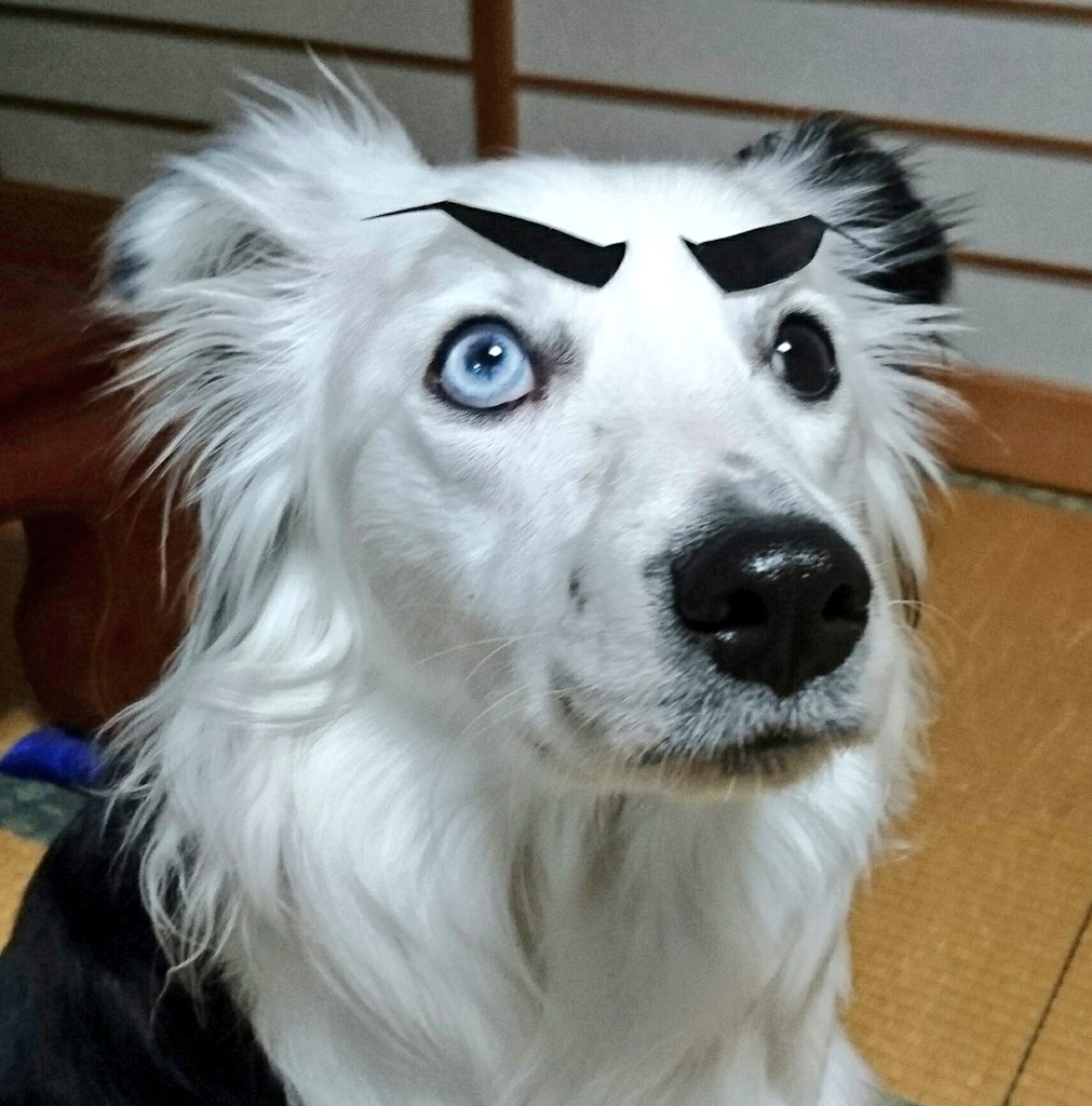 圖片來源：NatsuDogs／twitter