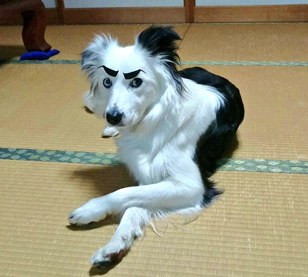 圖片來源：NatsuDogs／twitter