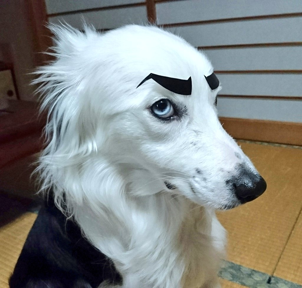 圖片來源：NatsuDogs／twitter