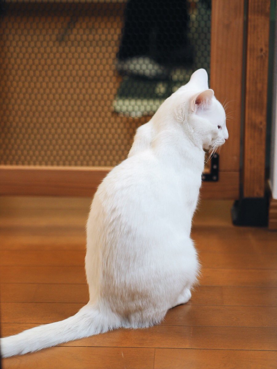 圖片來源:yy221126/twitter