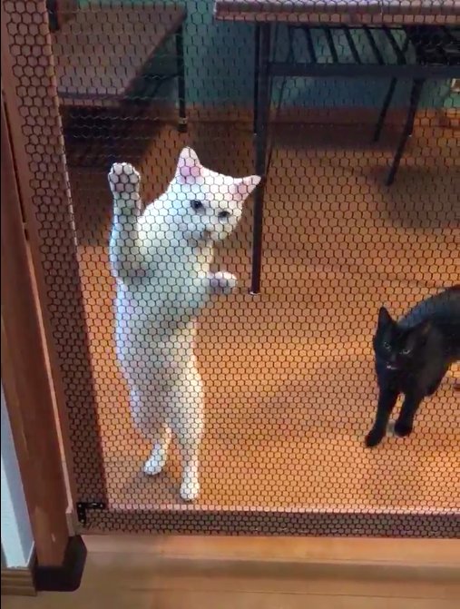 圖片來源:yy221126/twitter