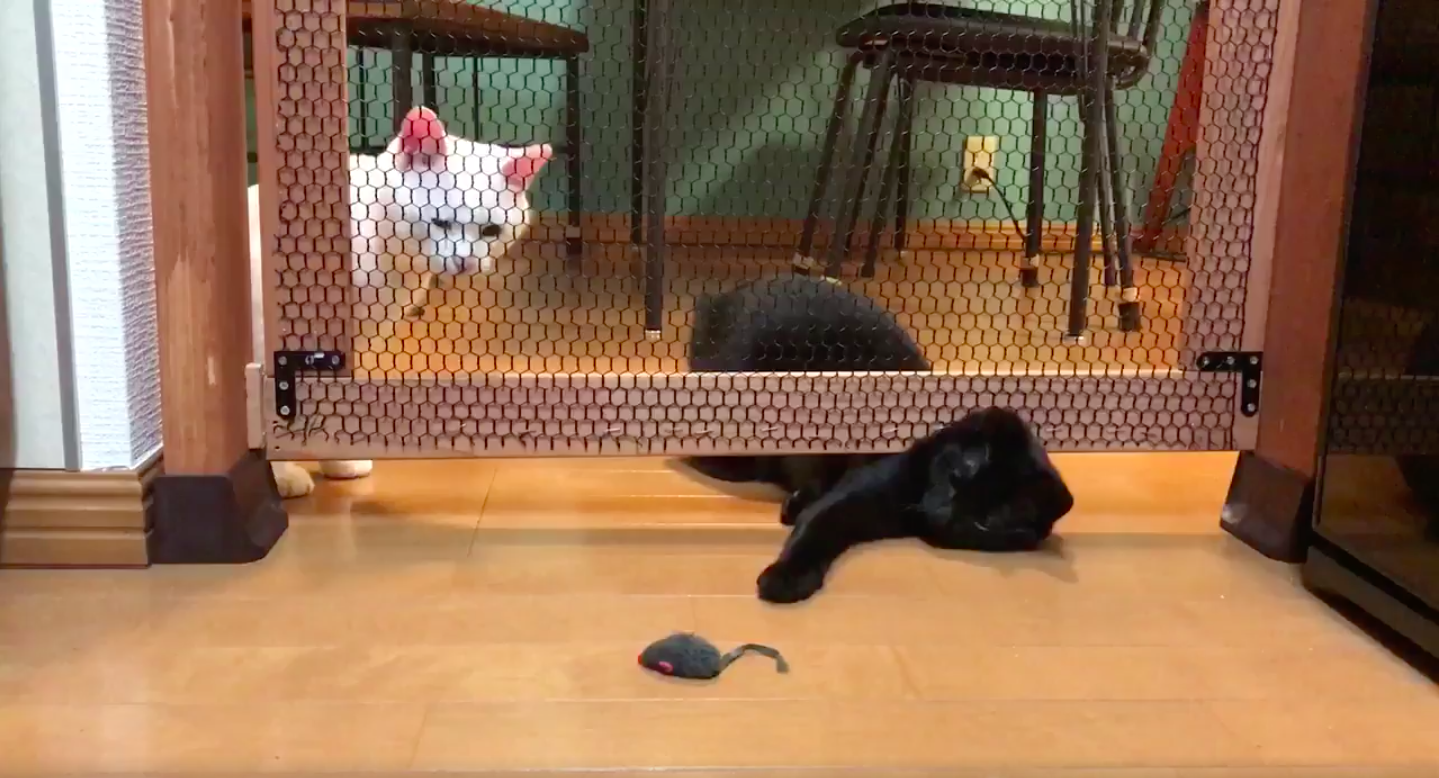 圖片來源:yy221126/twitter