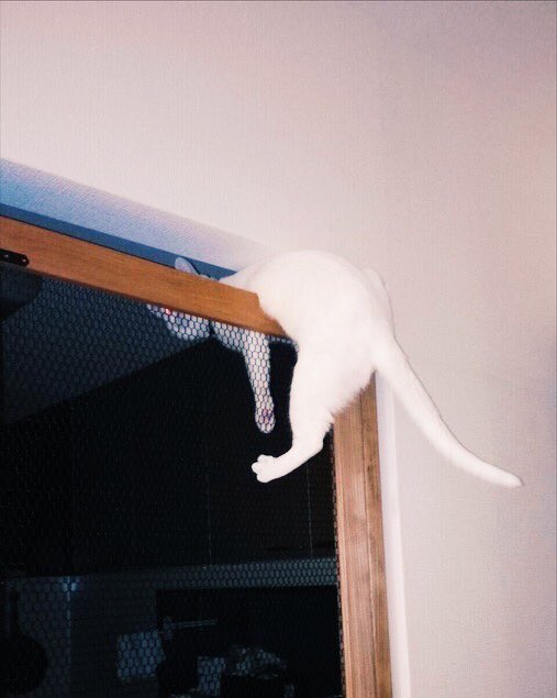 圖片來源:yy221126/twitter