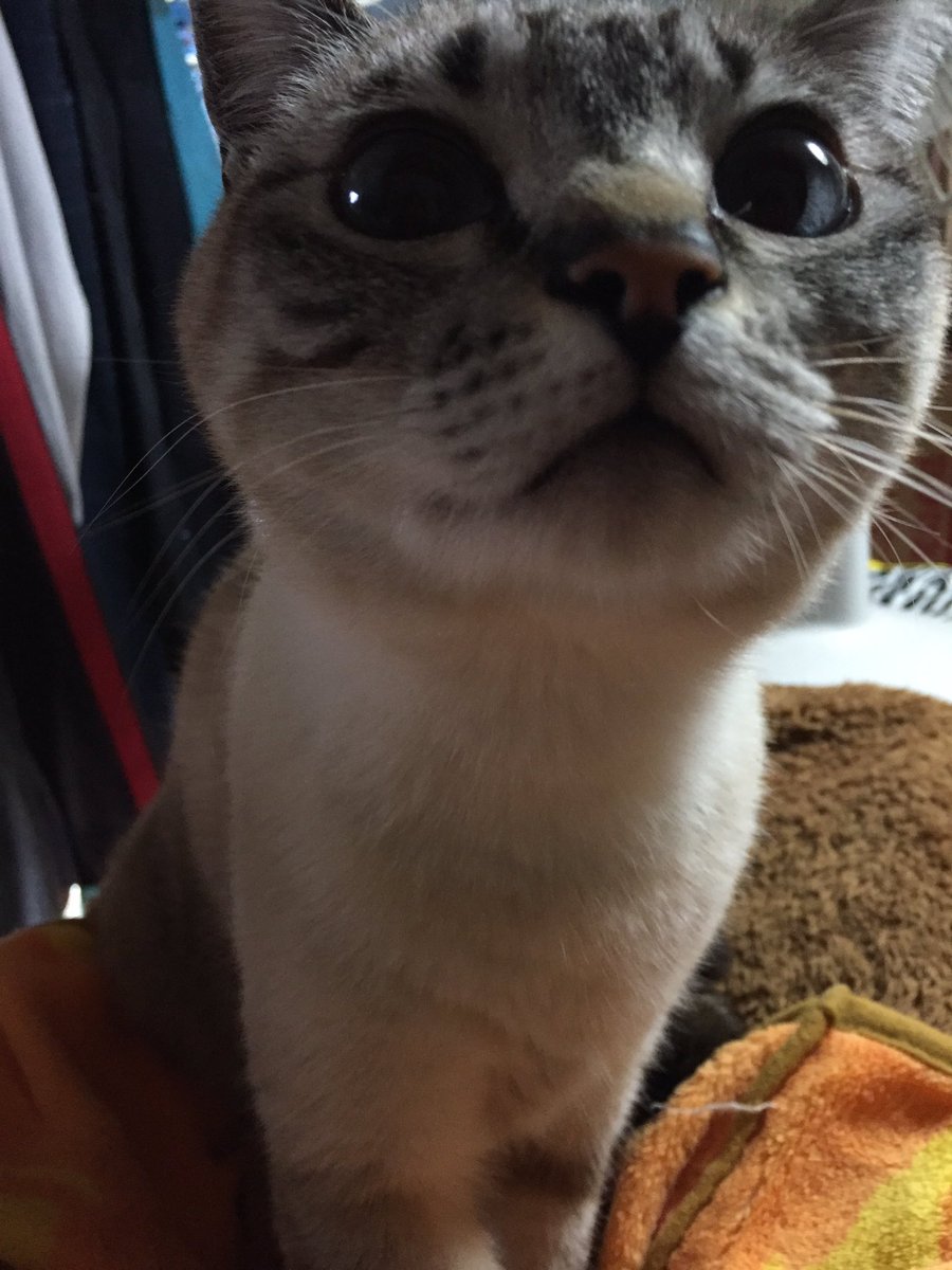 圖片來源：TiKuBi_girl／twitter