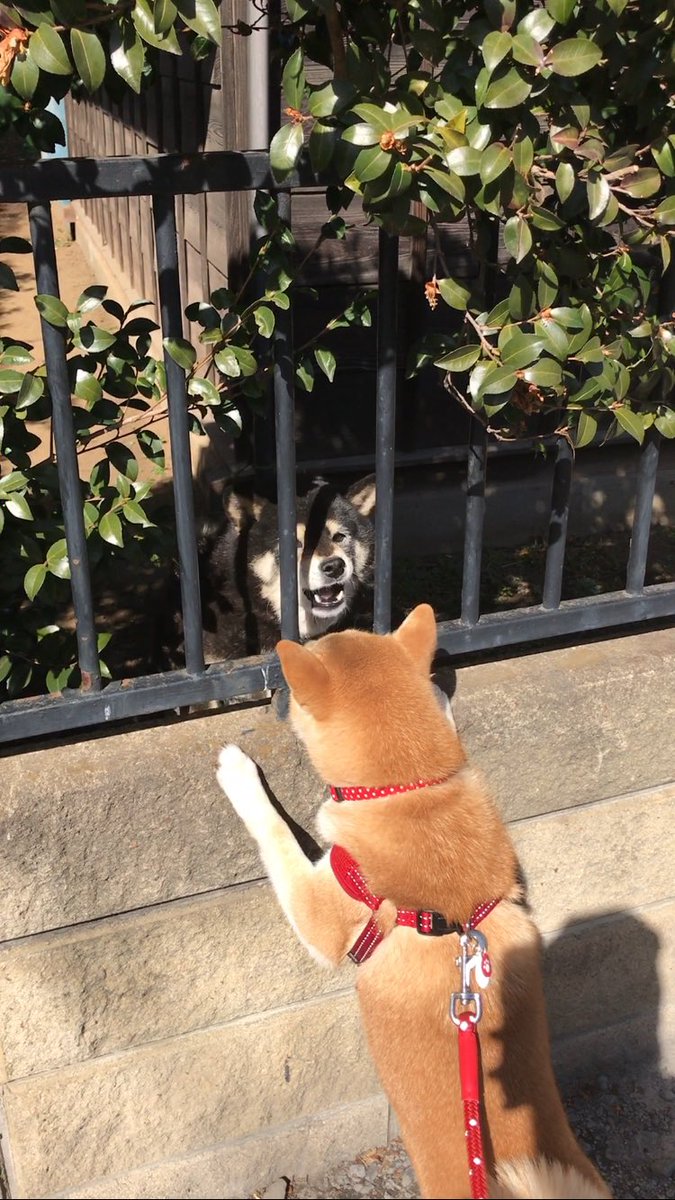 圖片來源：shibawanko_yume／twitter