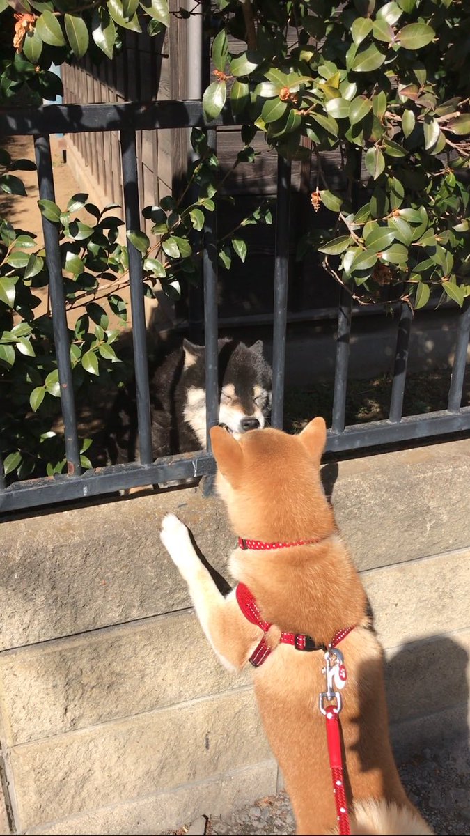 圖片來源：shibawanko_yume／twitter