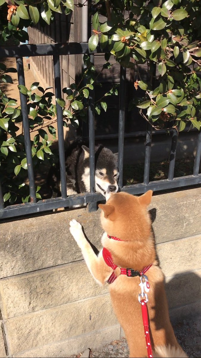 圖片來源：shibawanko_yume／twitter