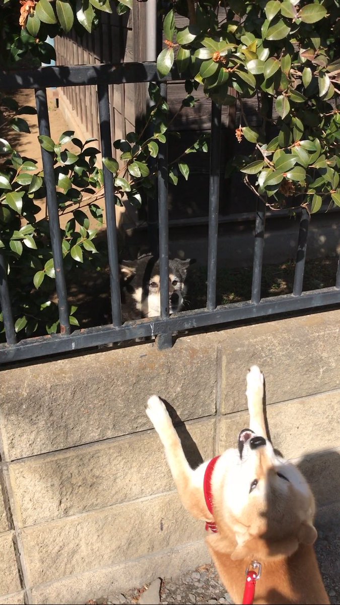 圖片來源：shibawanko_yume／twitter