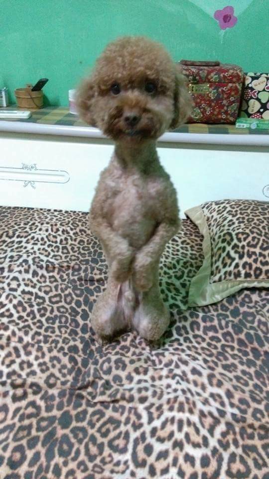 圖片來源：楊雅莉