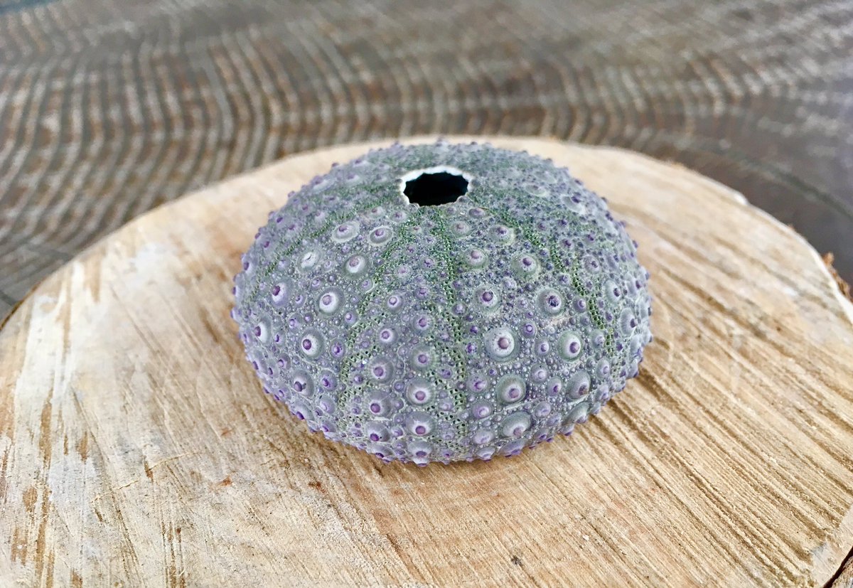 圖片來源： norateng／twitter