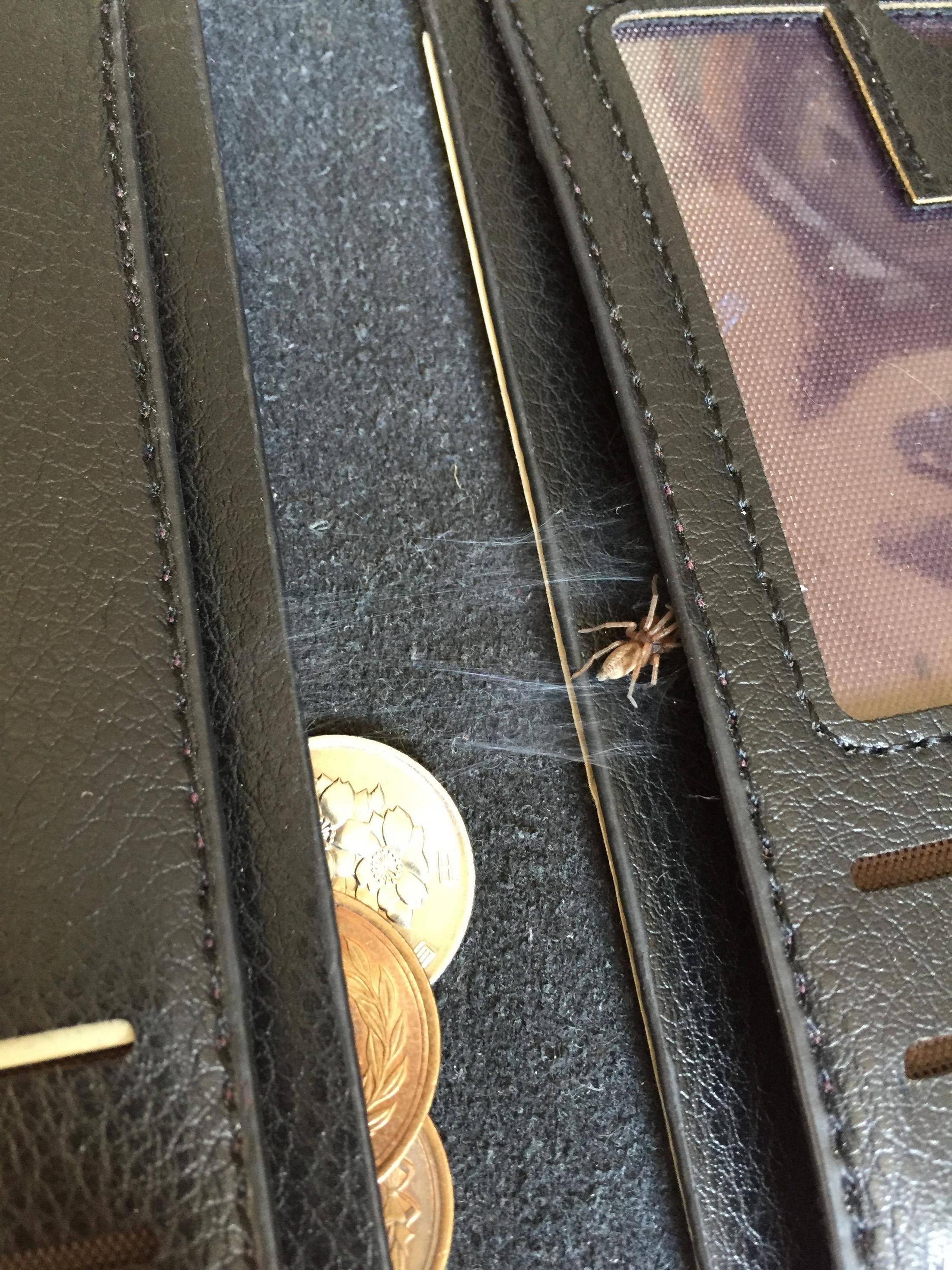 圖片來源：livedoor