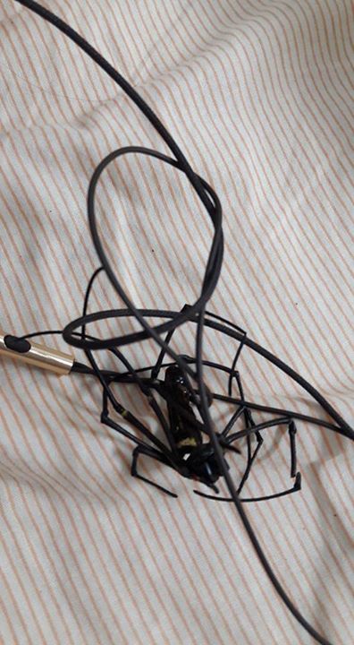 圖片來源：彭君瑜／貓咪也瘋狂俱樂部 CrazyCat club