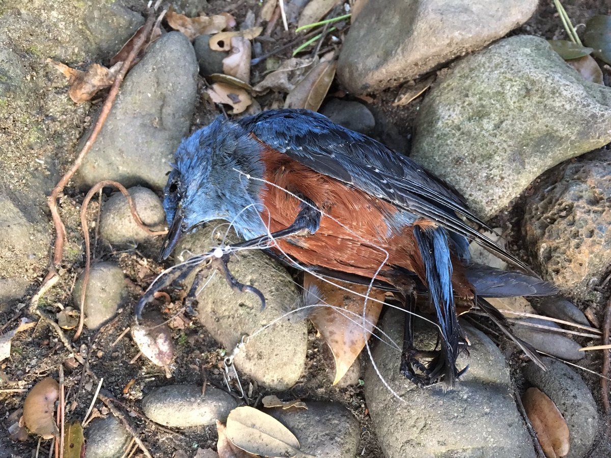 圖片來源：hoya_japonica／twitter