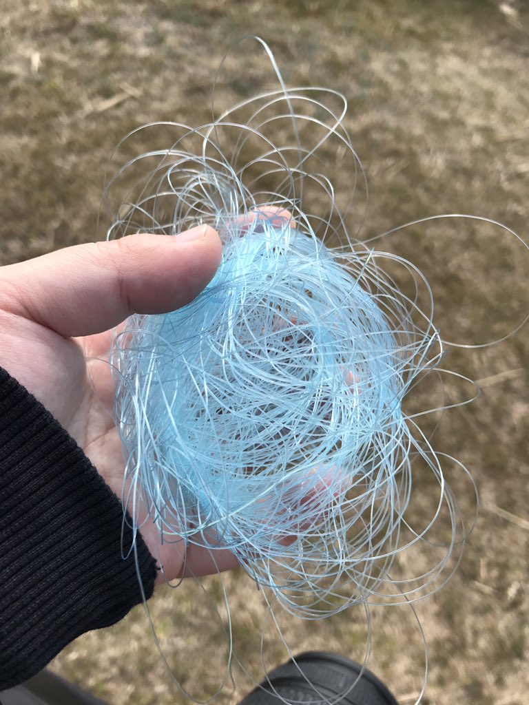 圖片來源：hoya_japonica／twitter