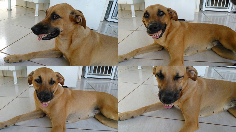 圖片來源：Lucas Alves Magalhães