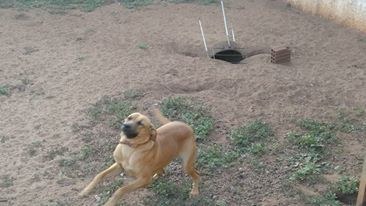 圖片來源：Lucas Alves Magalhães