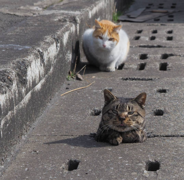 圖片來源：nyankichi5656／instagram