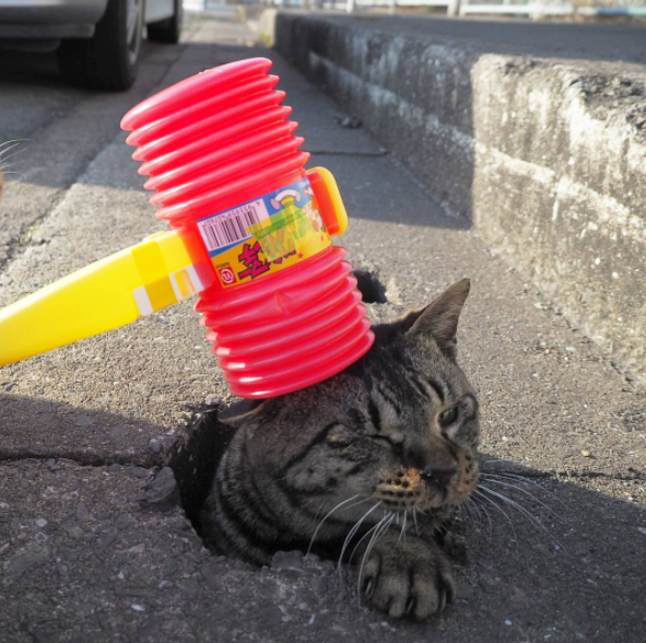 圖片來源：nyankichi5656／instagram