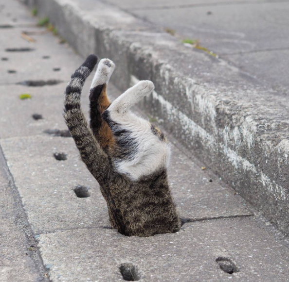 圖片來源：nyankichi5656／instagram