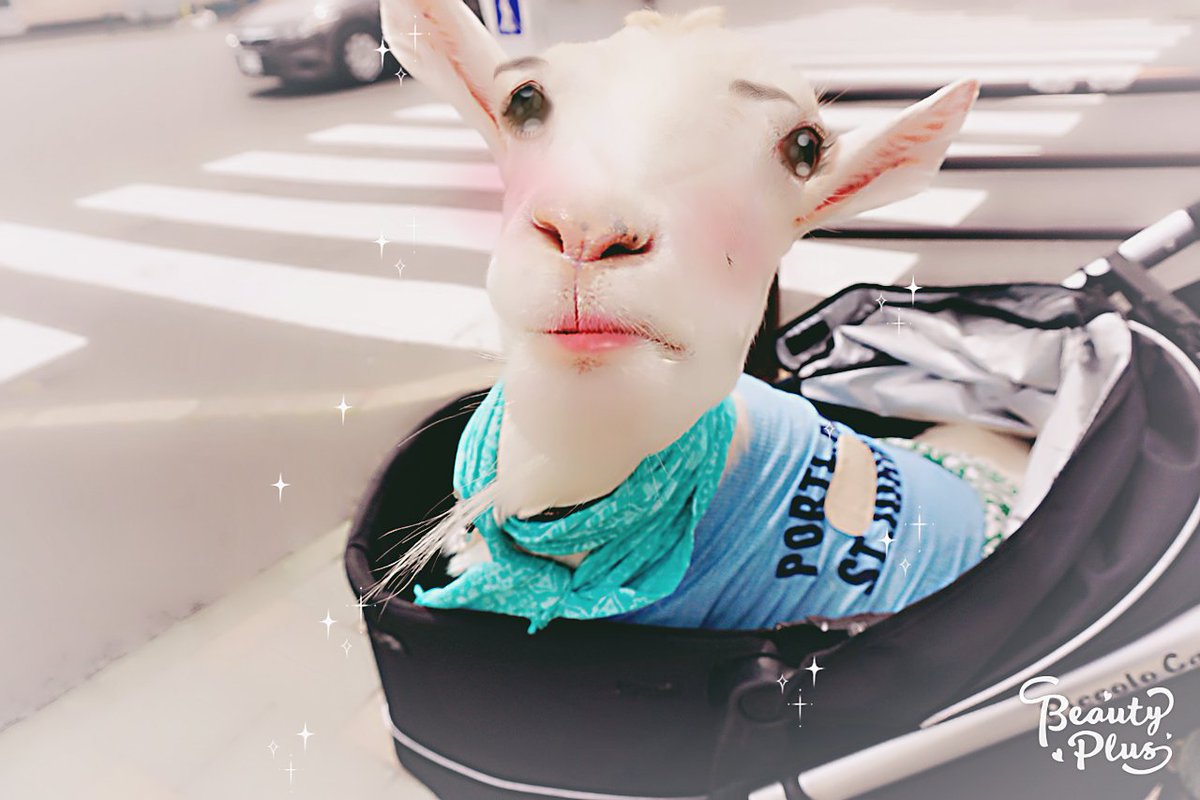 圖片來源：shiropen／twitter