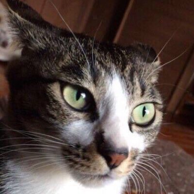 圖片來源：JRRTrollkin／twitter