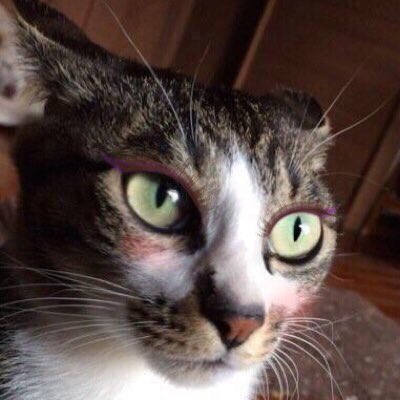 圖片來源：JRRTrollkin／twitter