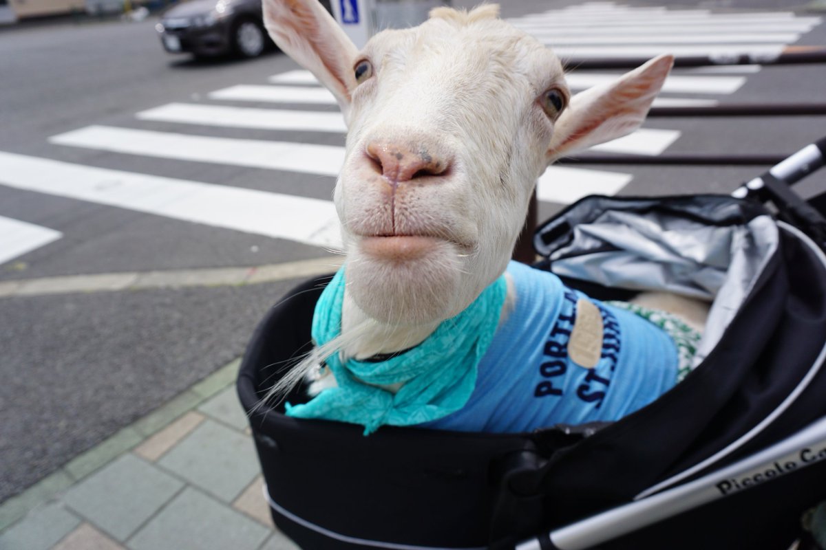 圖片來源：shiropen／twitter