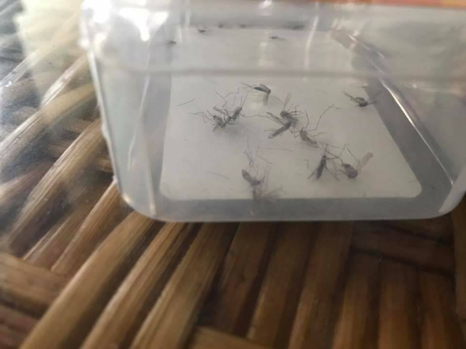 圖片來源：陳長倫 