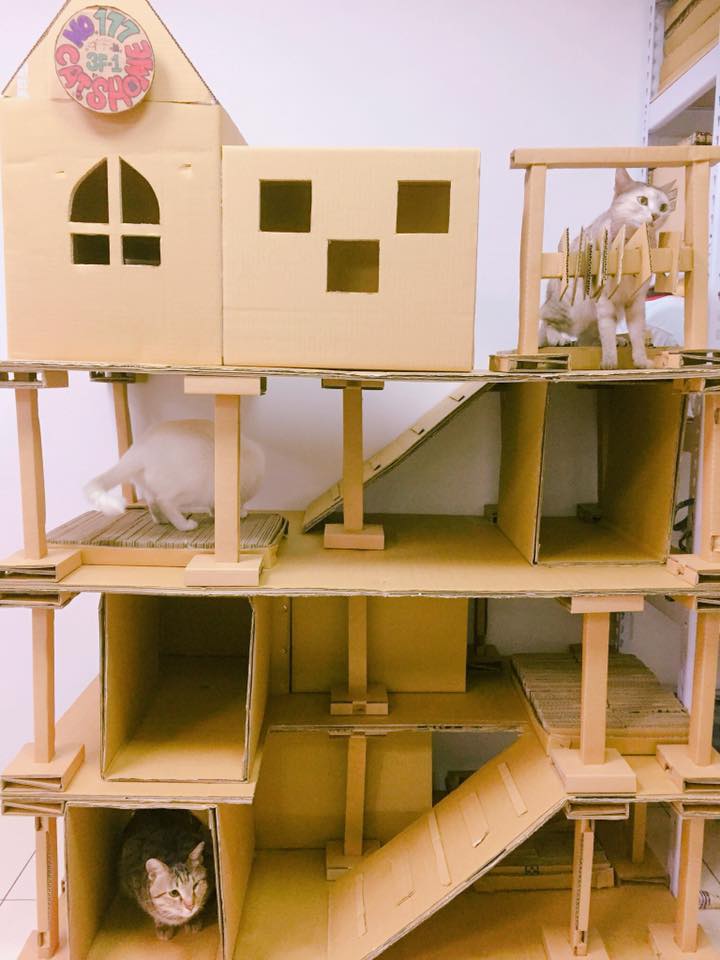 圖片來源：Nana Huang／貓咪也瘋狂俱樂部