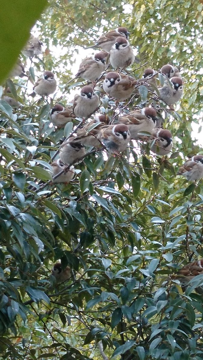 圖片來源：naoko6613／twitter