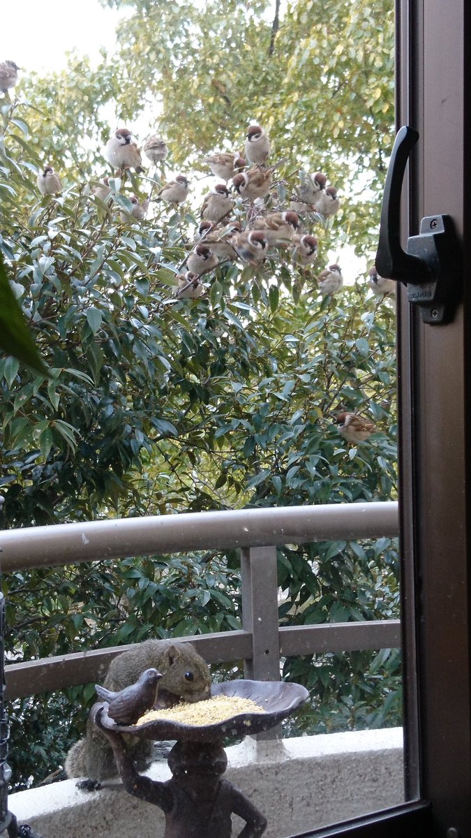 圖片來源：naoko6613／twitter